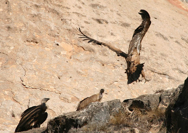 Volto comú (Gyps fulvus)