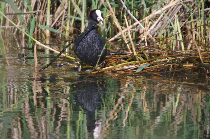 Fotja vulgar(Fulica atra)