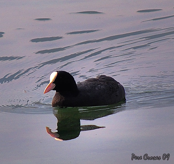 Fotja (Fulica atra) a l’estany de Banyoles