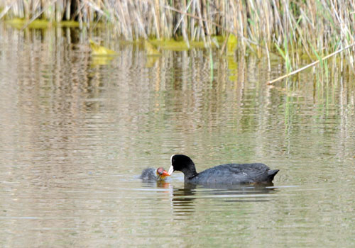 Fotja comuna amb cria (Fulica atra)