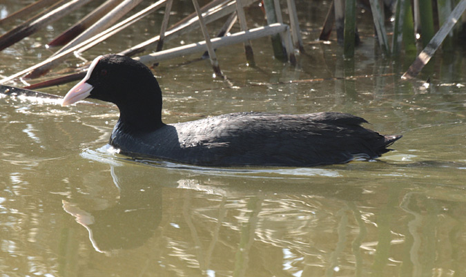 Fotja vulgar (Fulica atra)