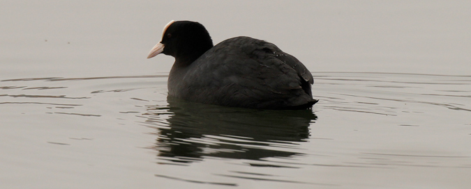 Fotja vulgar (Fulica atra)