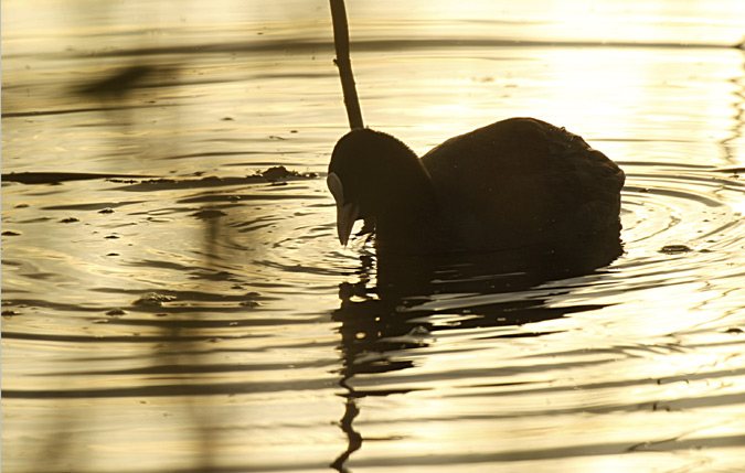 Fotja vulgar (Fulica atra)