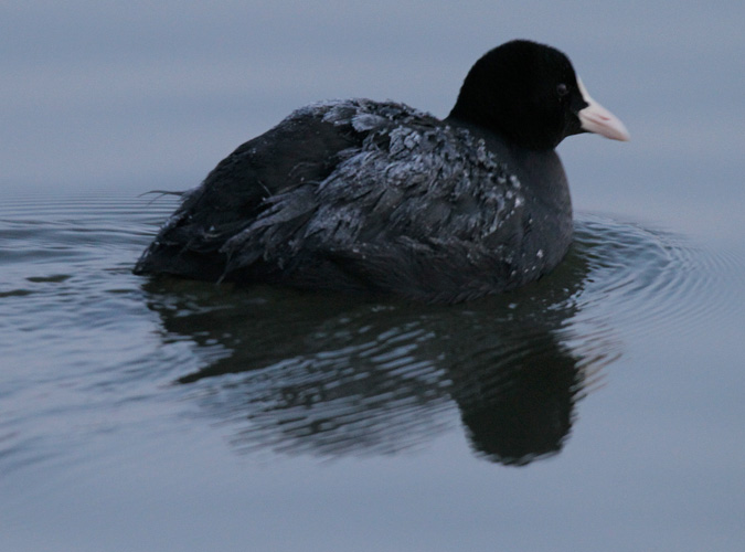 Fotja vulgar (Fulica atra) Rallidae