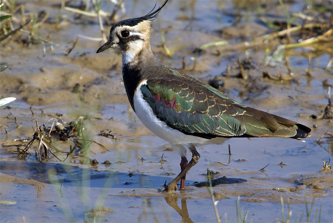 Fredaluga(Vanellus vanellus)