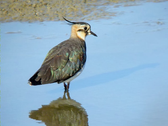 Fredeluga (Vanellus vanellus)