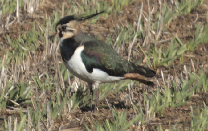 Fredeluga europea (Vanellus vanellus)