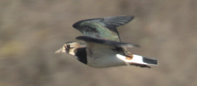 Fredeluga europea (Vanellus vanellus)