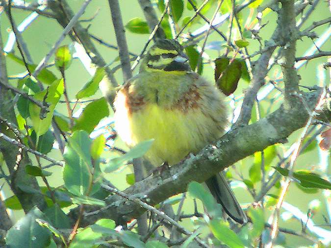 Gratapalles mascle críptic (Emberiza cirlus)