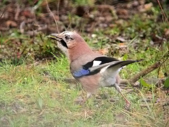 Gaig, arrendajo (Glandarius garrulus)