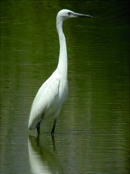 Martinet blanc, garceta común (Egretta garzetta)