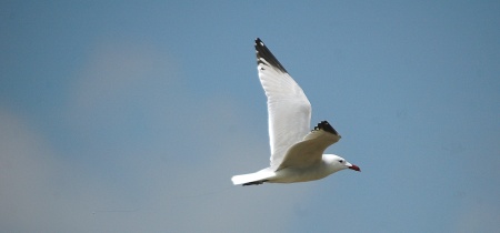 Gavina corsa (Larus audouinii)