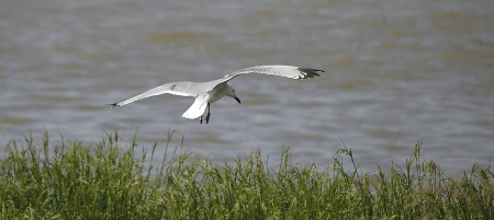 Gavina corsa (Larus audouinii). Aterrant