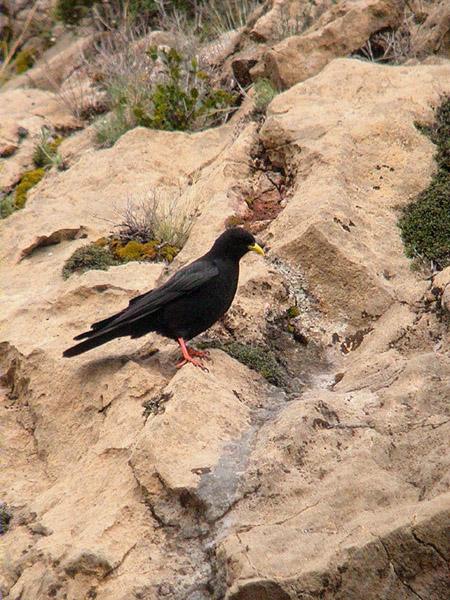 Gralla de bec groc, chova piquigualda (Pyrrhocorax graculus)