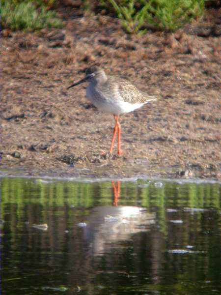 Gamba roja pintada, archibebé oscuro, chevalier arlequin, spotted redshank (Tringa erythropus)