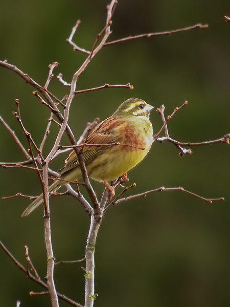 Gratapalles mascle (Emberiza cirlus)