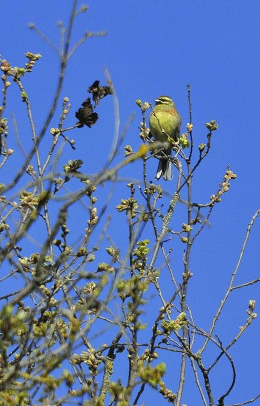 Gratapalles (Emberiza cirlus)