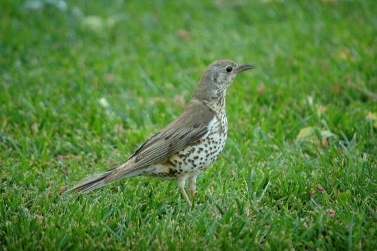 Griva. Zorzal charlo (Turdus viscivorus)