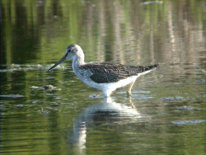 Gamba verda, archibebe claro (Tringa nebularia)