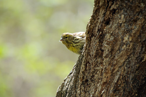 Gafarró. Verdecillo (Serinus serinus)