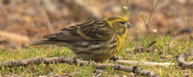 Gafarró (Serinus serinus)