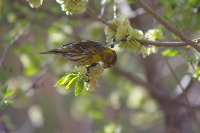 Gafarró(Serinus serinus)