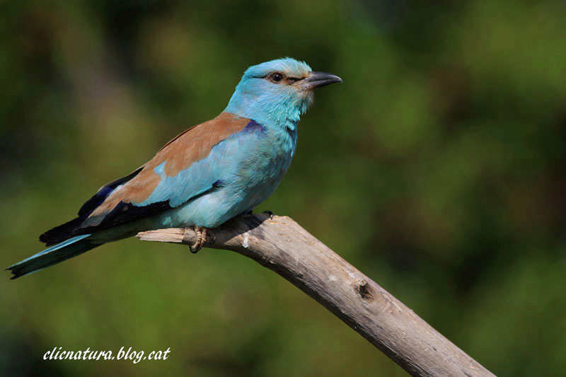 Gaig blau (Coracias garrulus)