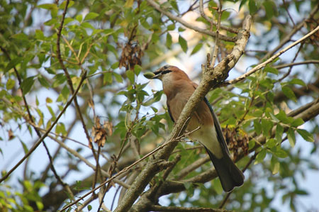 Gaig. Arrendajo común. Garrulus glandarius.