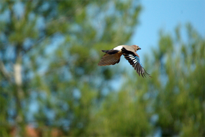 Gaig(Garrulus glandarius)