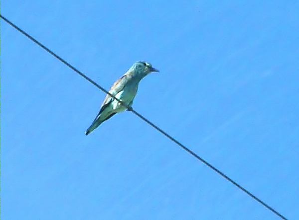 Gaig blau (Coracias garrulus)