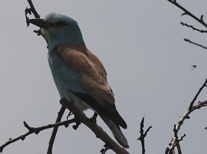 Gaig blau (Coracias garrulus)  1/2