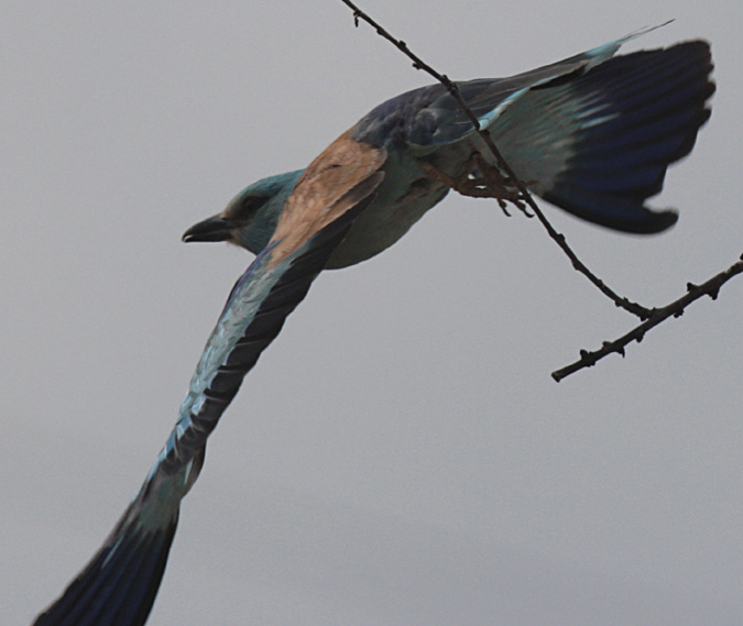 Gaig blau (Coracias garrulus)  2/2