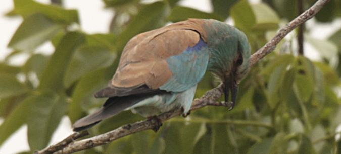 Gaig blau (Coracias garrulus)