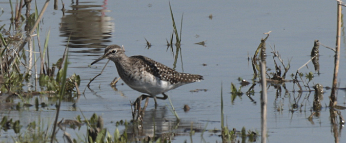 Valona (Tringa glareola)