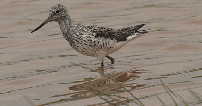 Gamba verda (Tringa nebularia)