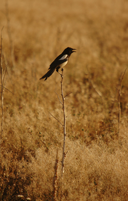 Garsa. Urraca  (Pica pica)