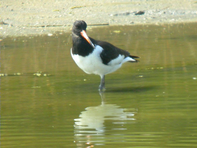 Garsa de mar (Haematopus ostralegus)