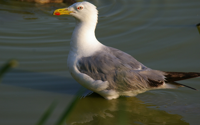 Gaviá argentat(Larus michaellis)