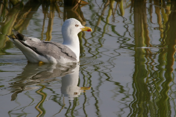 Gaviá Argentat(Larus michaellis)