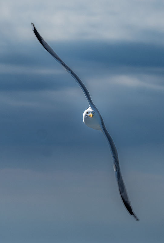 Gavià argentat ( Larus michahellis )