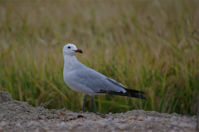 Gavina corsa(Larus audouinii)