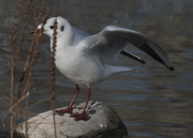 Gavina vulgar o gavina riallera (Larus ridibundus)