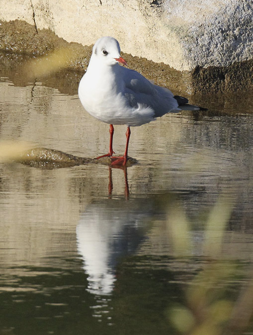 Gavina vulgar o gavina riallera (Larus ridibundus)