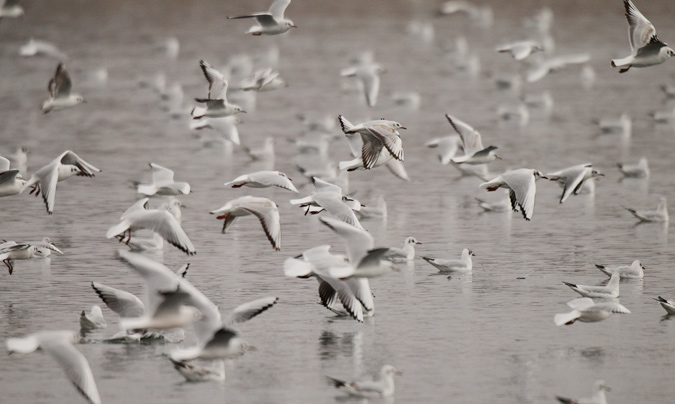 Gavina vulgar o gavina riallera (Larus ridibundus)