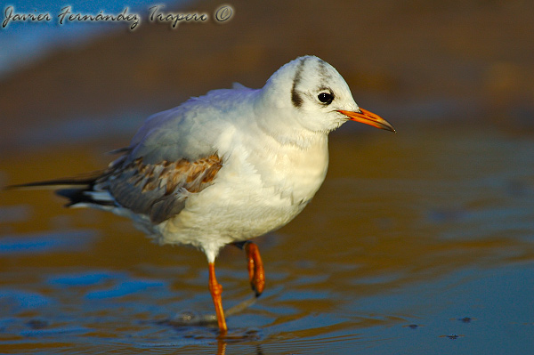 Gaviota Reidora