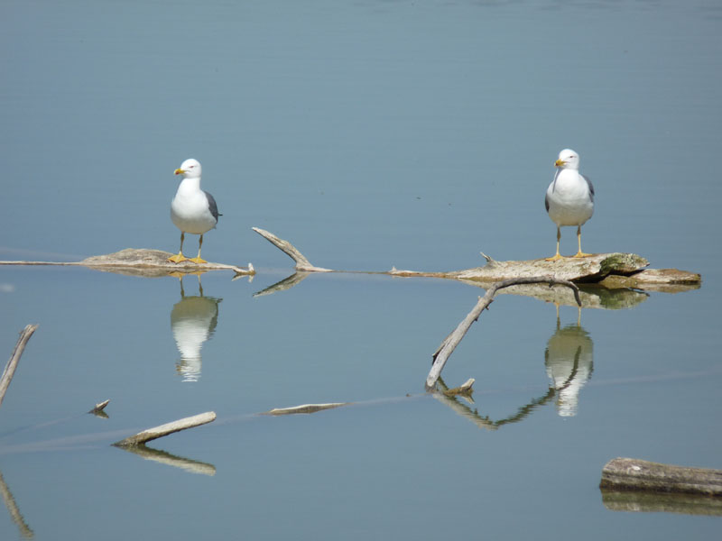 Gaviotas