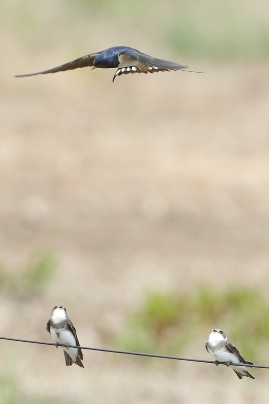 Golondrina comùn  Avion zapador