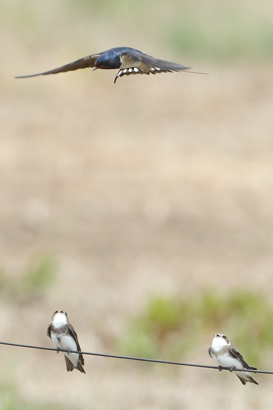 Golondrina comùn  Avion zapador