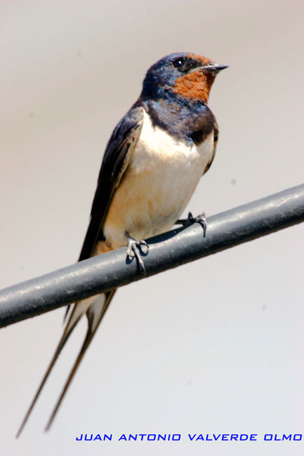 Golondrina común