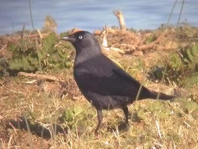 Gralla (Corvus monedula)